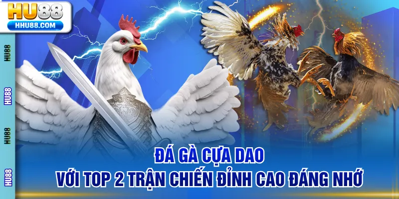 Đá gà cựa dao