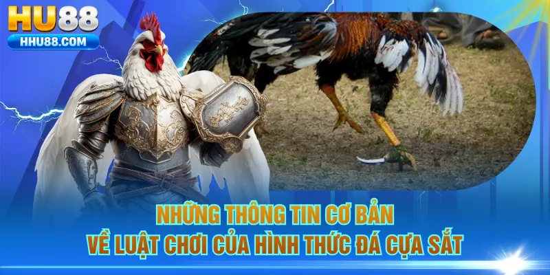 Những thông tin cơ bản về luật chơi của hình thức đá cựa sắt